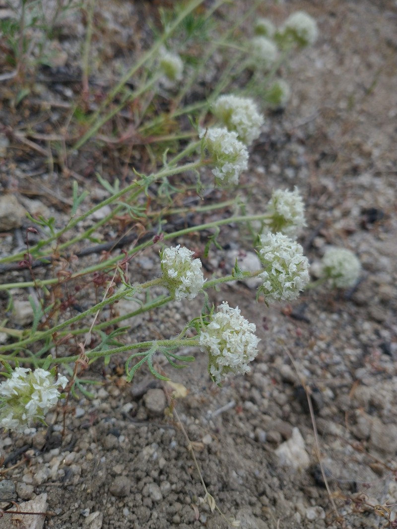 Ipomopsis congesta subsp. viridis photo 5