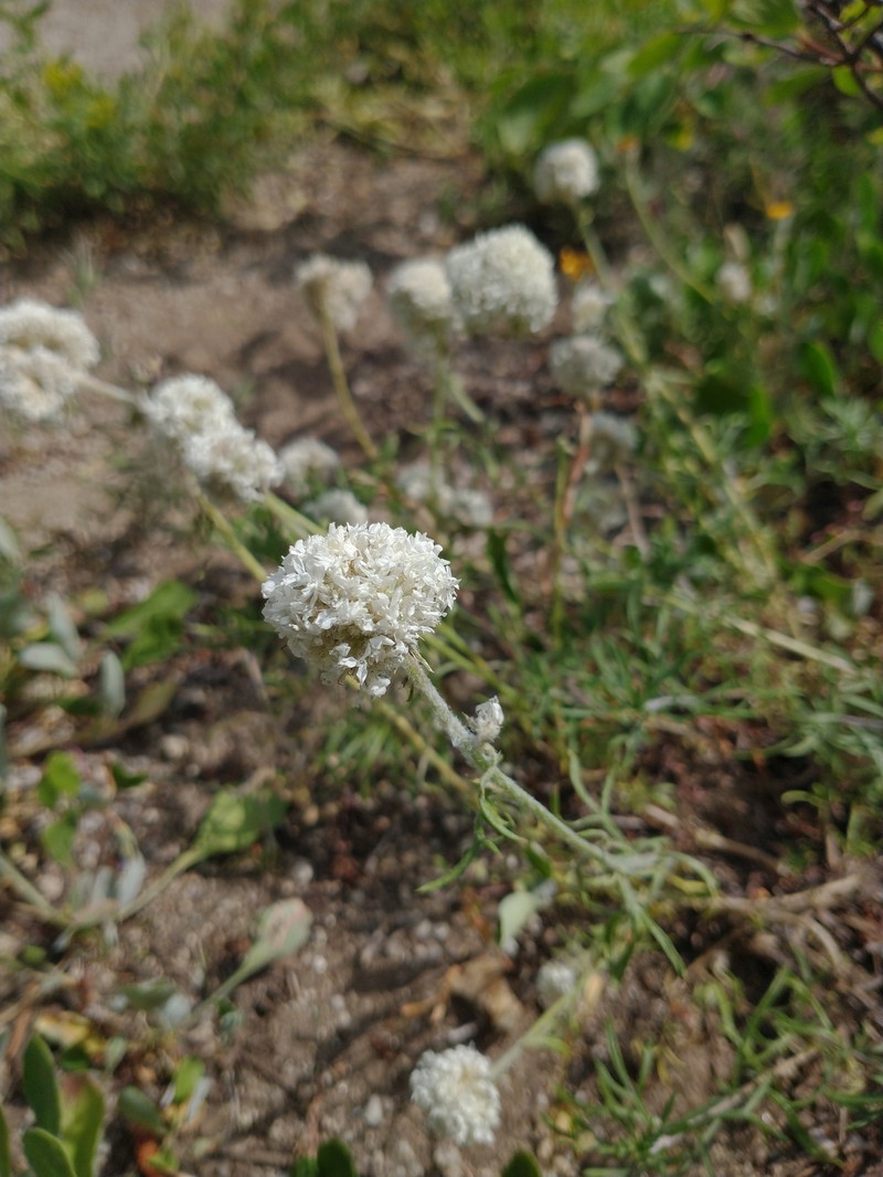 Ipomopsis congesta subsp. viridis photo 6