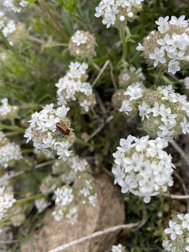 Ipomopsis congesta subsp. viridis photo 7