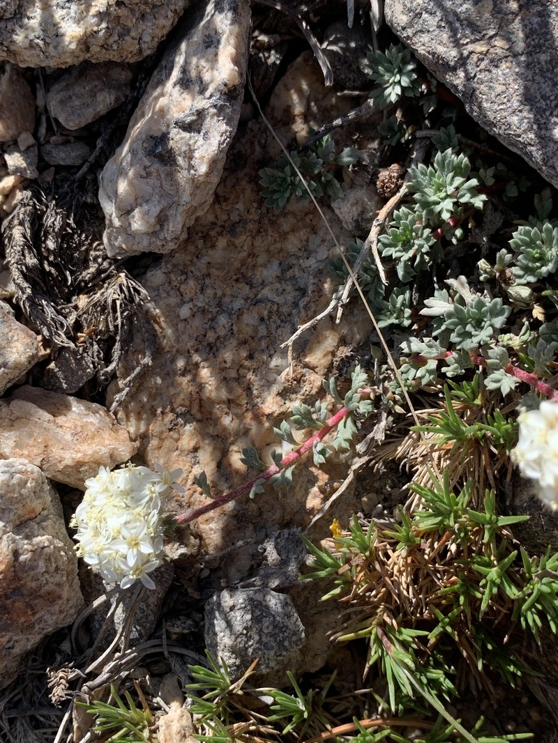 Ipomopsis congesta subsp. viridis photo 8