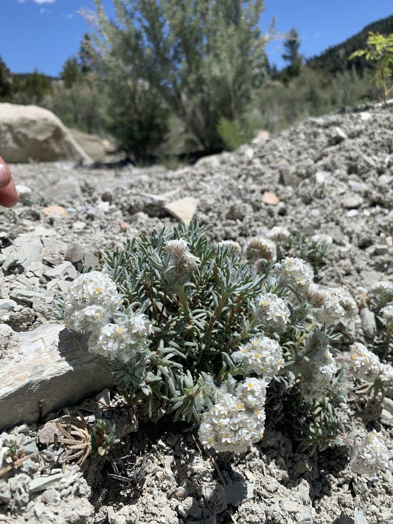 Ipomopsis congesta var. goodrichii