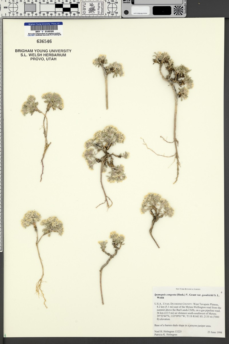 Ipomopsis congesta var. goodrichii photo 2