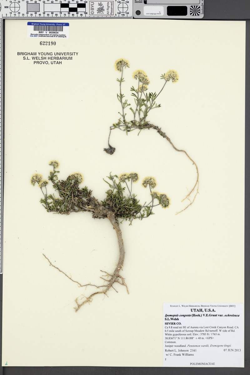 Ipomopsis congesta var. ochroleuca