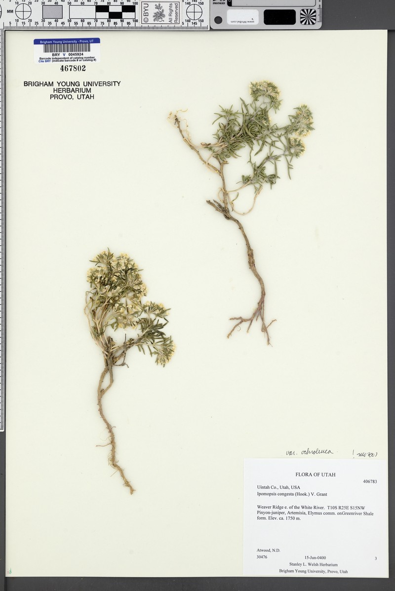 Ipomopsis congesta var. ochroleuca photo 2