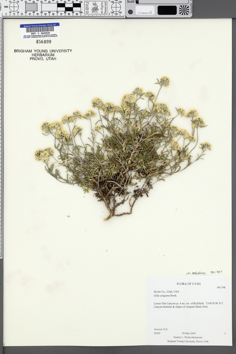Ipomopsis congesta var. ochroleuca photo 3