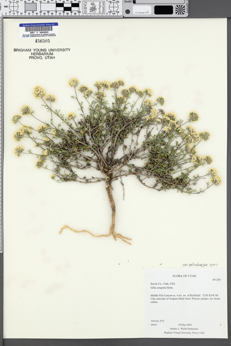 Ipomopsis congesta var. ochroleuca photo 4
