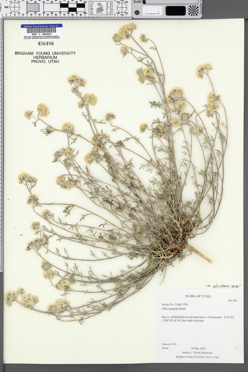 Ipomopsis congesta var. ochroleuca photo 5