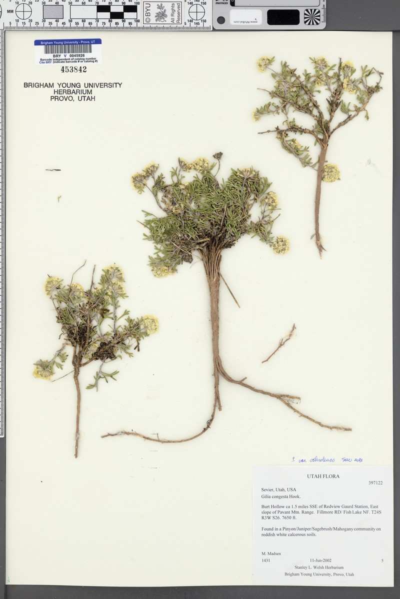 Ipomopsis congesta var. ochroleuca photo 6
