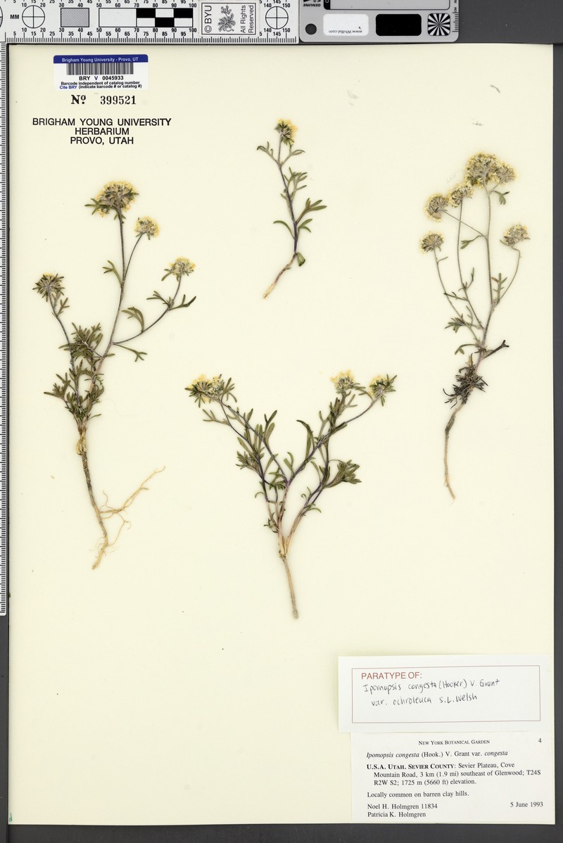 Ipomopsis congesta var. ochroleuca photo 7