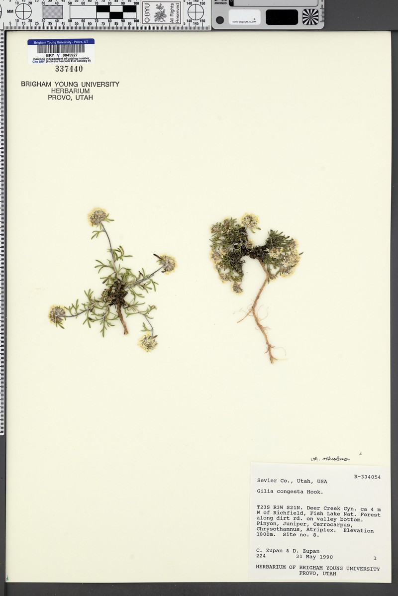 Ipomopsis congesta var. ochroleuca photo 8
