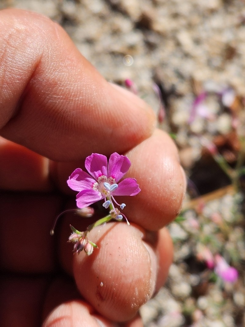 Baja California Ipomopsis