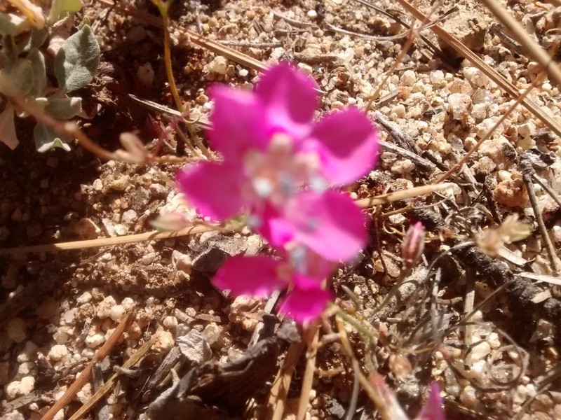 Baja California Ipomopsis photo 2
