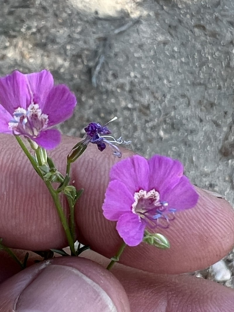 Baja California Ipomopsis photo 3