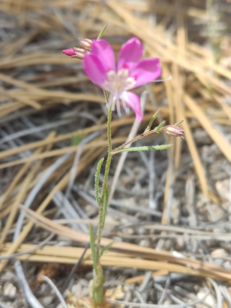 Baja California Ipomopsis photo 4