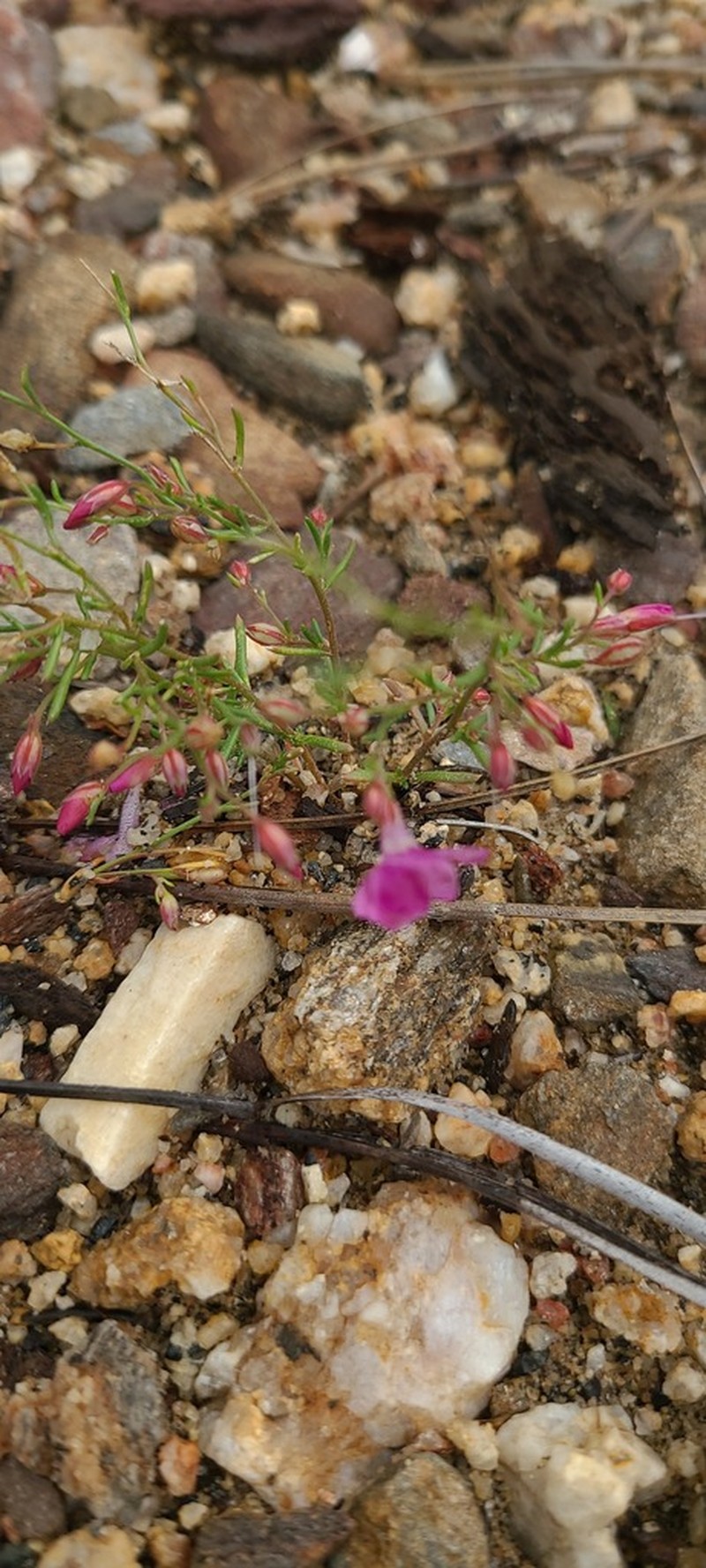 Baja California Ipomopsis photo 5