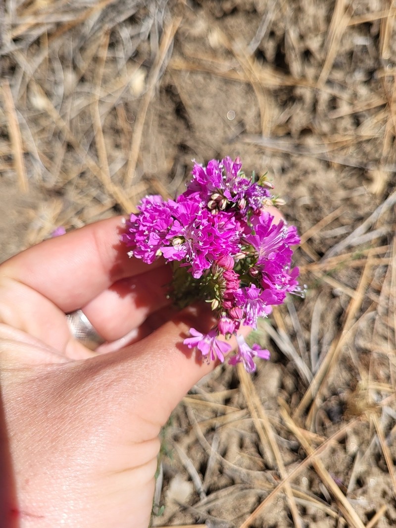 Baja California Ipomopsis photo 6