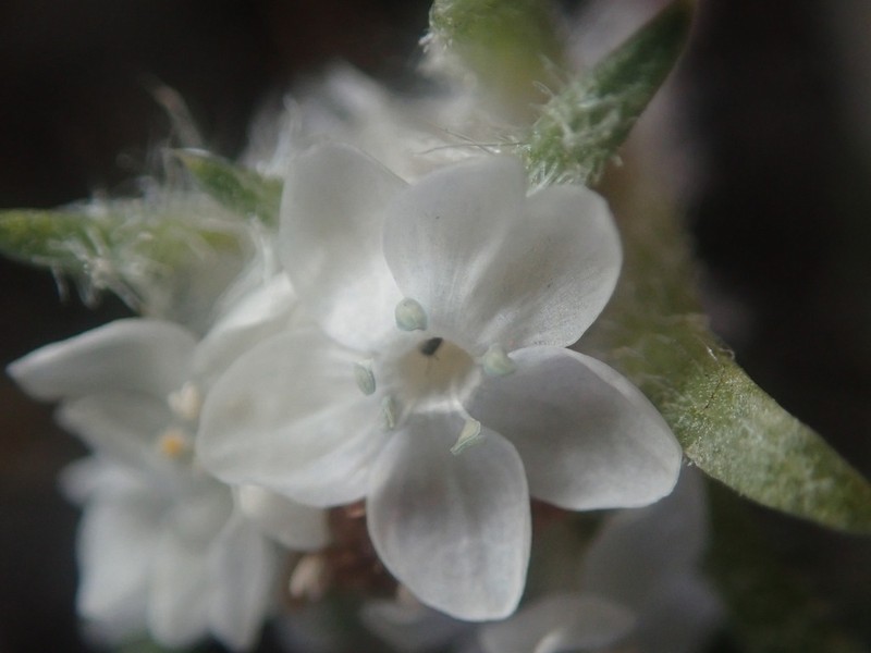 Hoosier Pass Ipomopsis