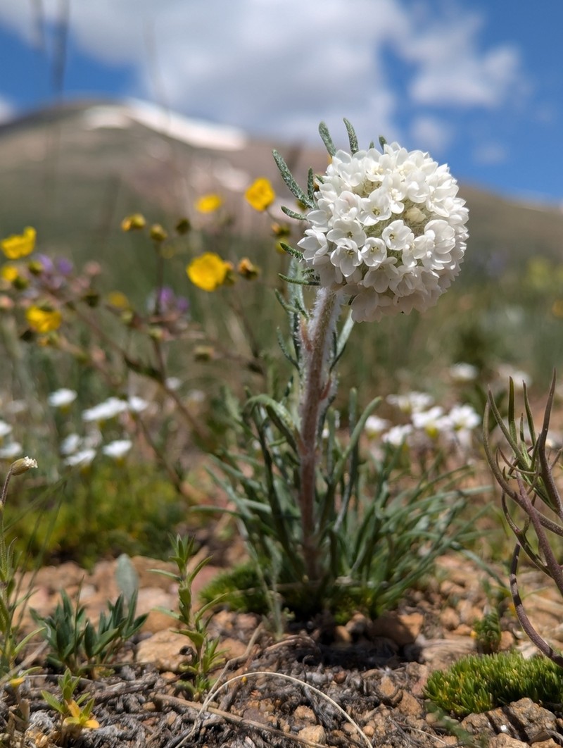 Hoosier Pass Ipomopsis photo 3