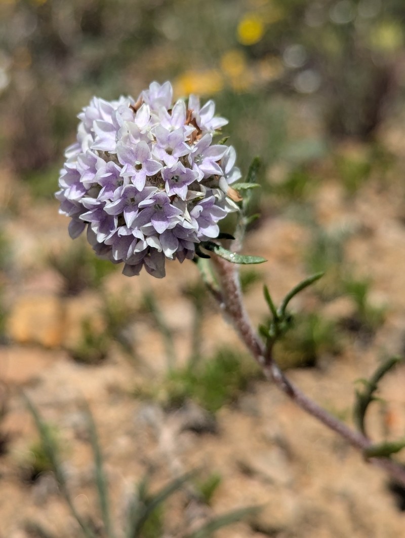 Hoosier Pass Ipomopsis photo 4