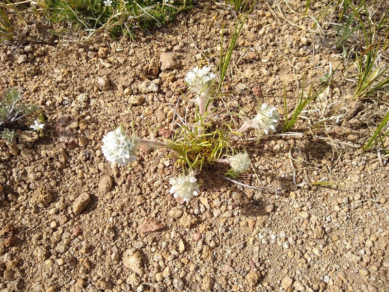 Hoosier Pass Ipomopsis photo 5