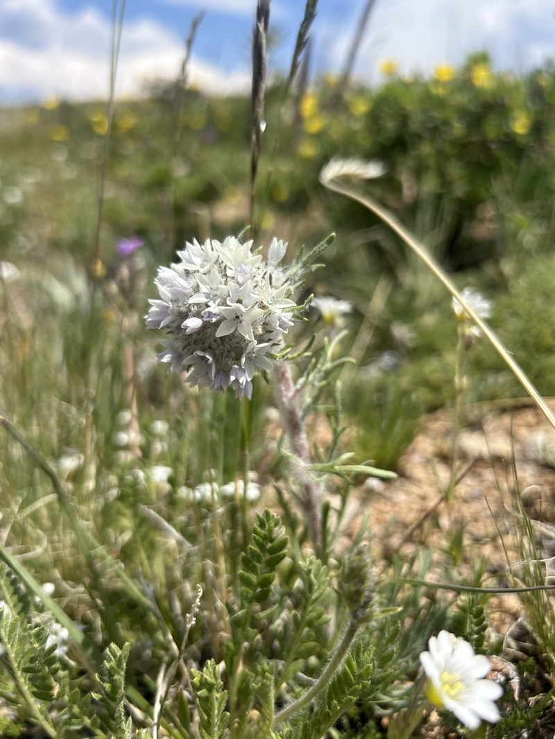 Hoosier Pass Ipomopsis photo 6