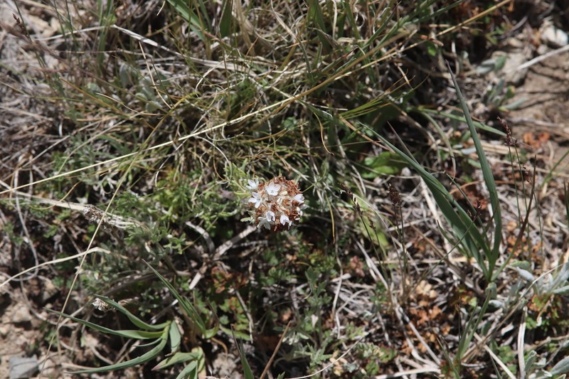 Hoosier Pass Ipomopsis photo 7