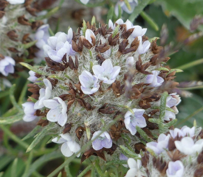 Hoosier Pass Ipomopsis photo 8