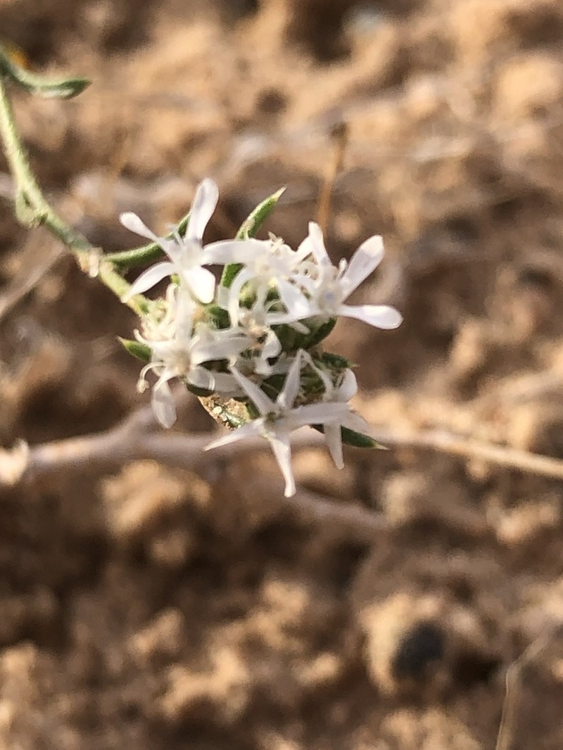 Sanddune Ipomopsis