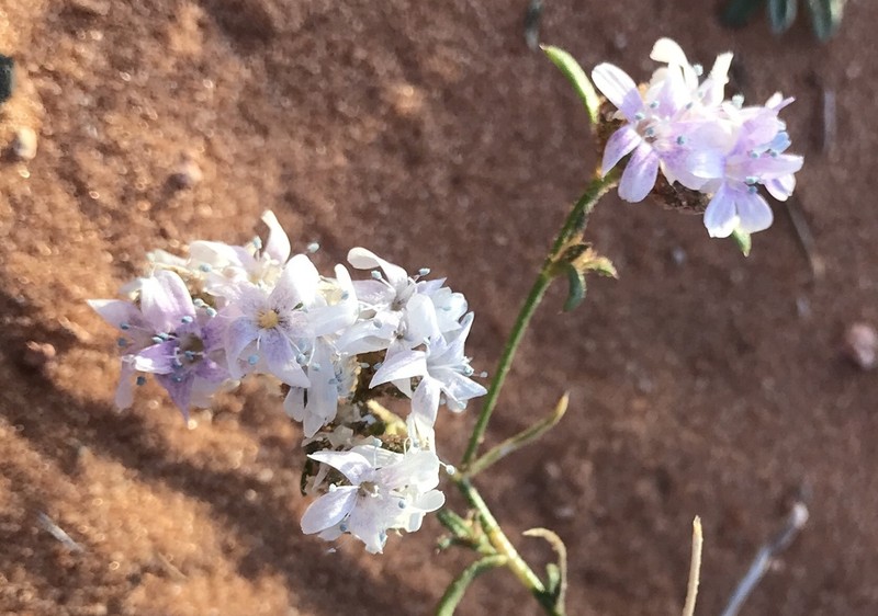 Sanddune Ipomopsis photo 2