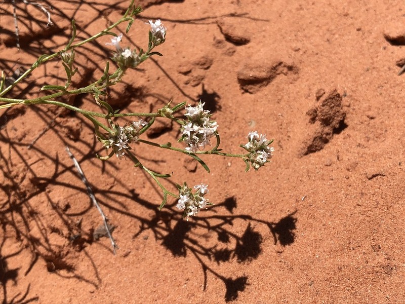 Sanddune Ipomopsis photo 3