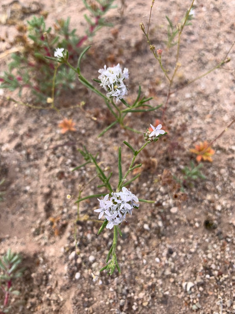 Sanddune Ipomopsis photo 4