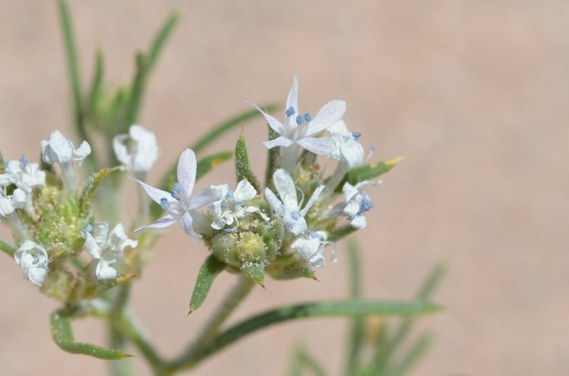 Sanddune Ipomopsis photo 5