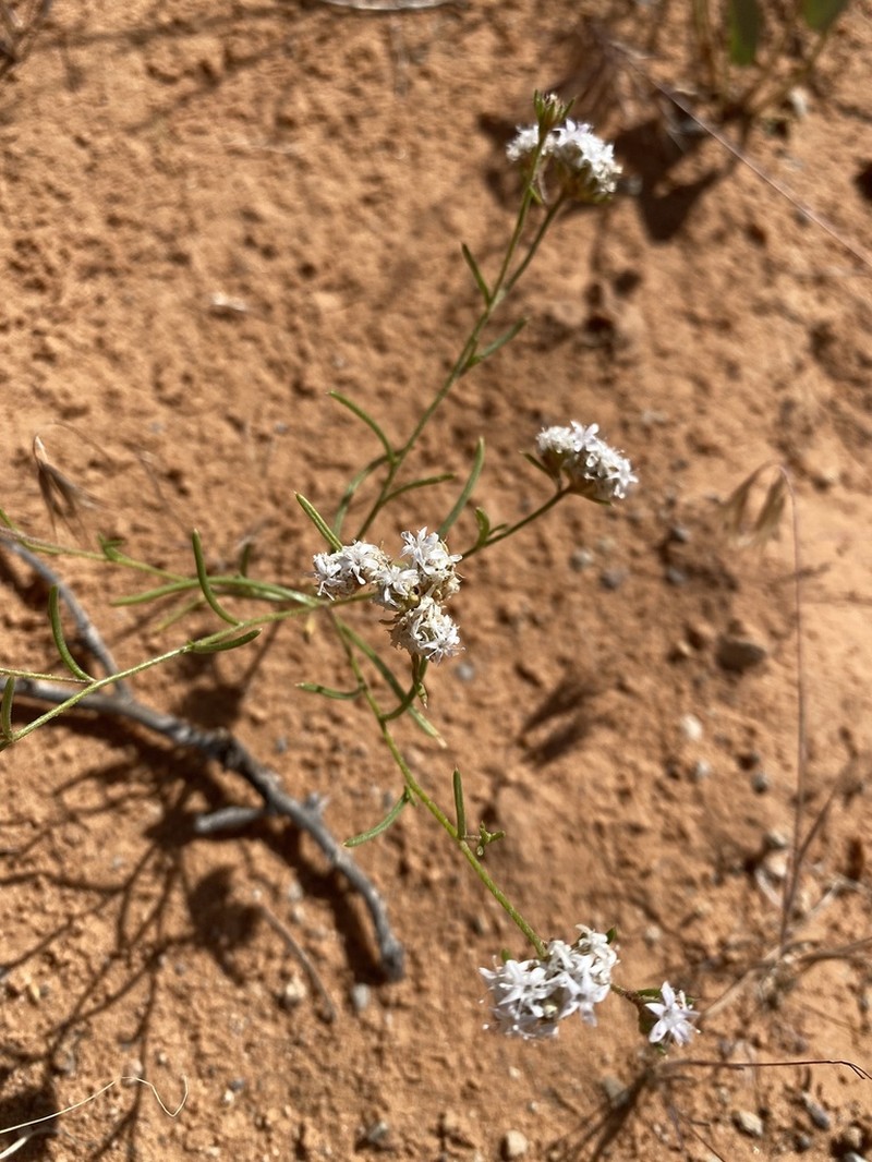 Sanddune Ipomopsis photo 6