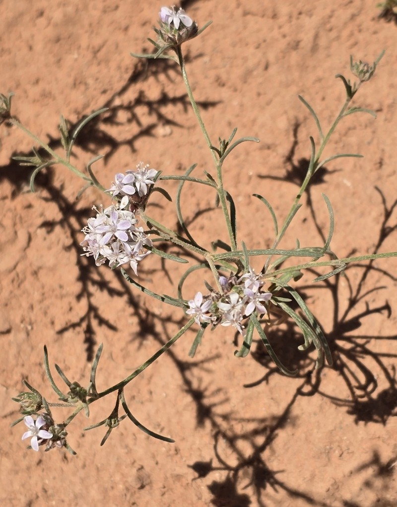 Sanddune Ipomopsis photo 7