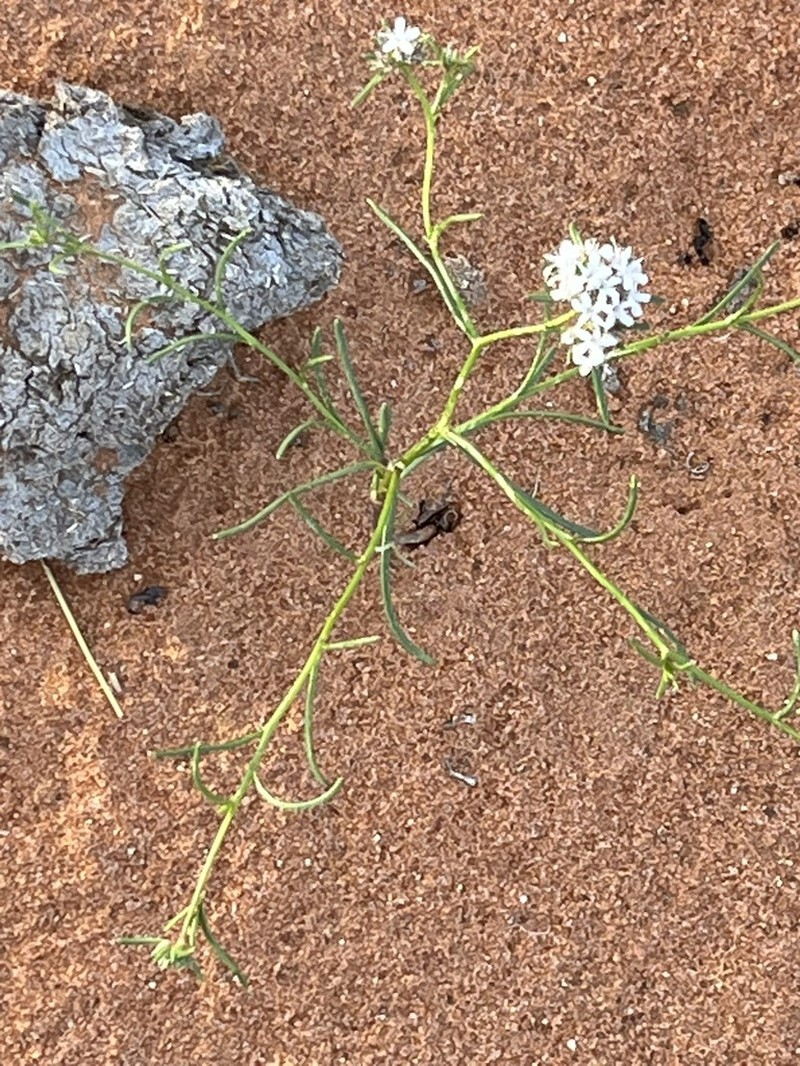 Sanddune Ipomopsis photo 8