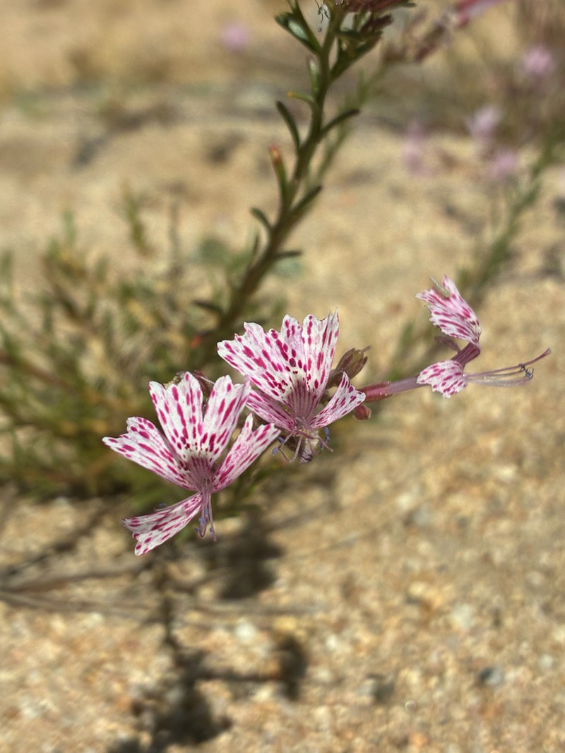 Ipomopsis guttata