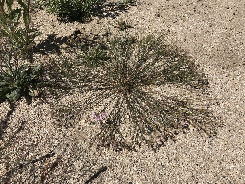 Ipomopsis guttata photo 2