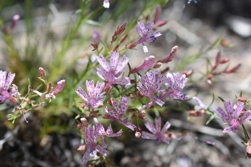 Ipomopsis guttata photo 3