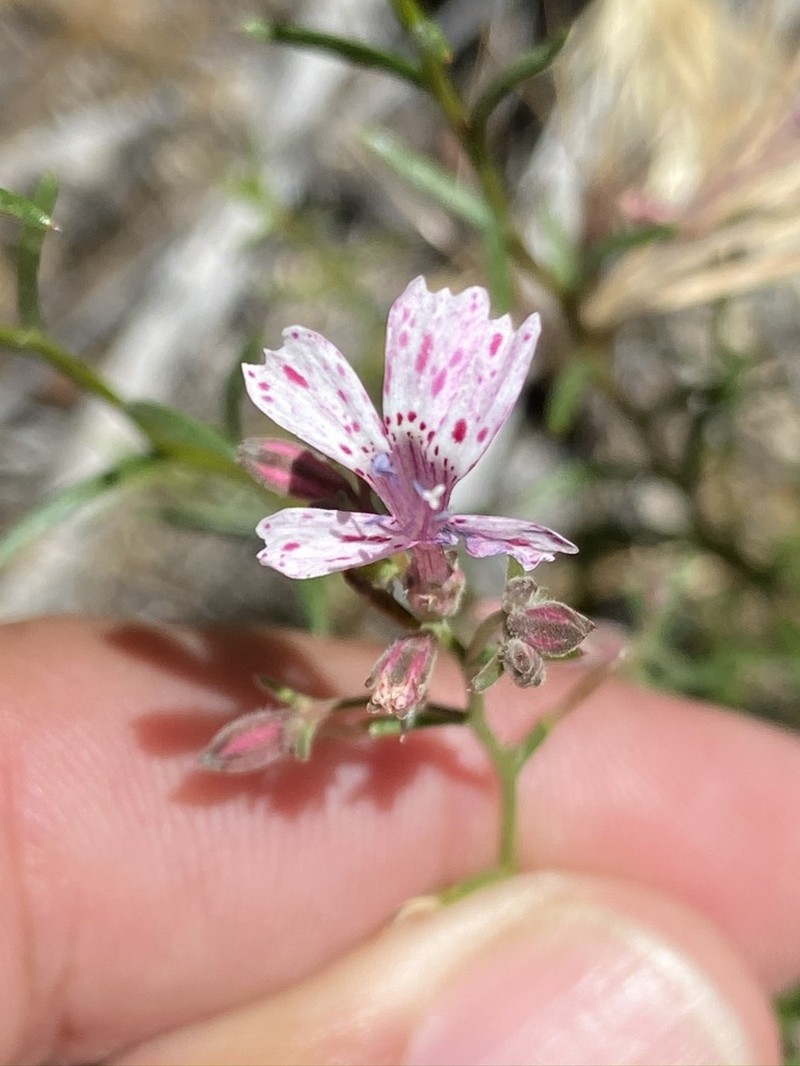 Ipomopsis guttata photo 4