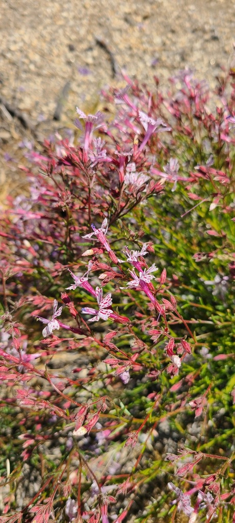 Ipomopsis guttata photo 5