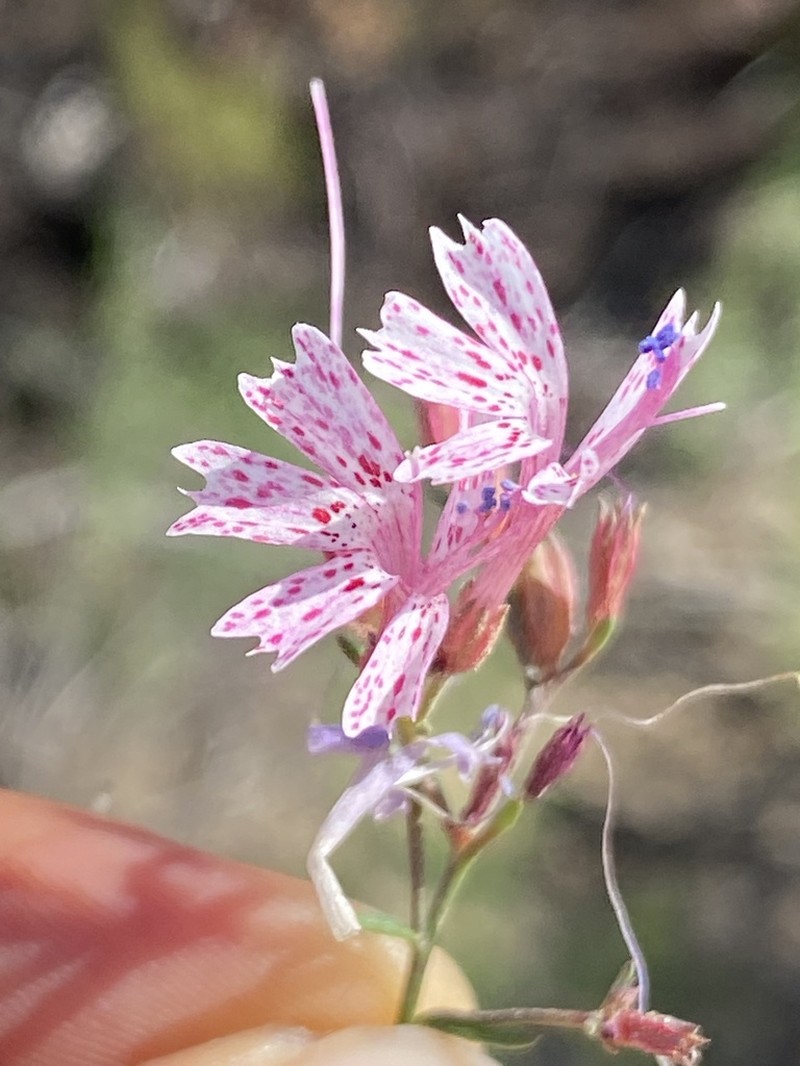 Ipomopsis guttata photo 6