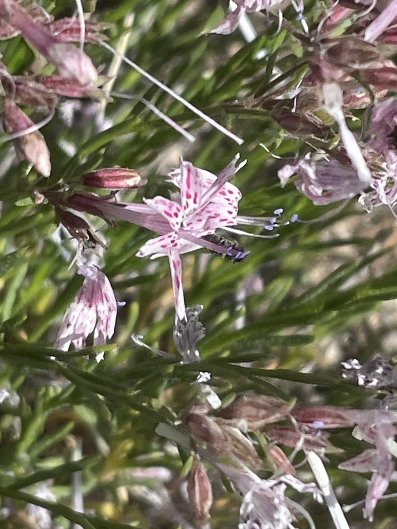 Ipomopsis guttata photo 7