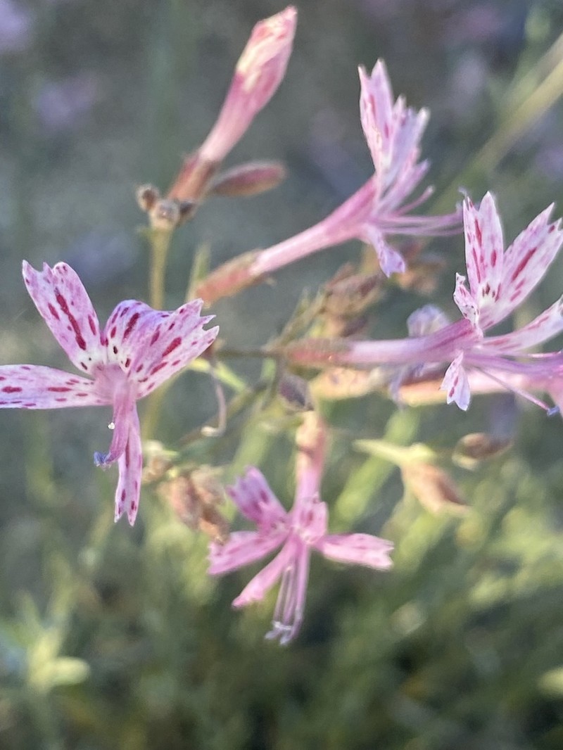 Ipomopsis guttata photo 8