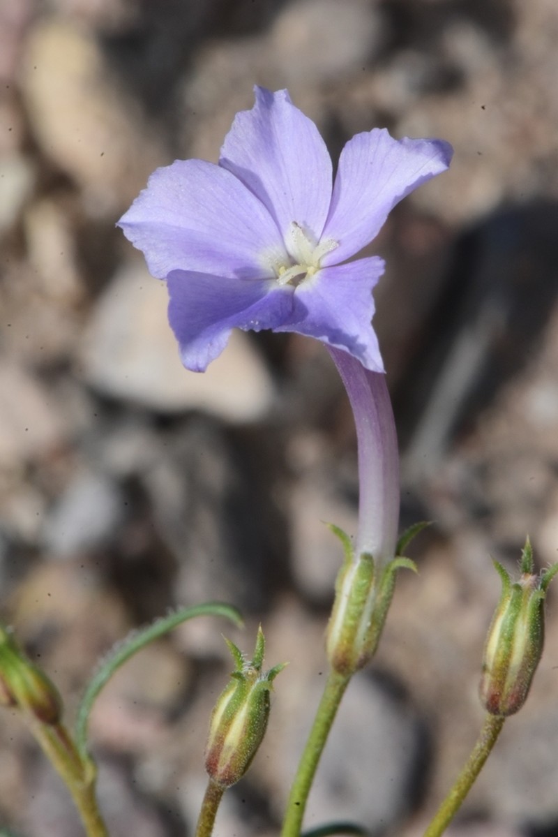 Iron Ipomopsis