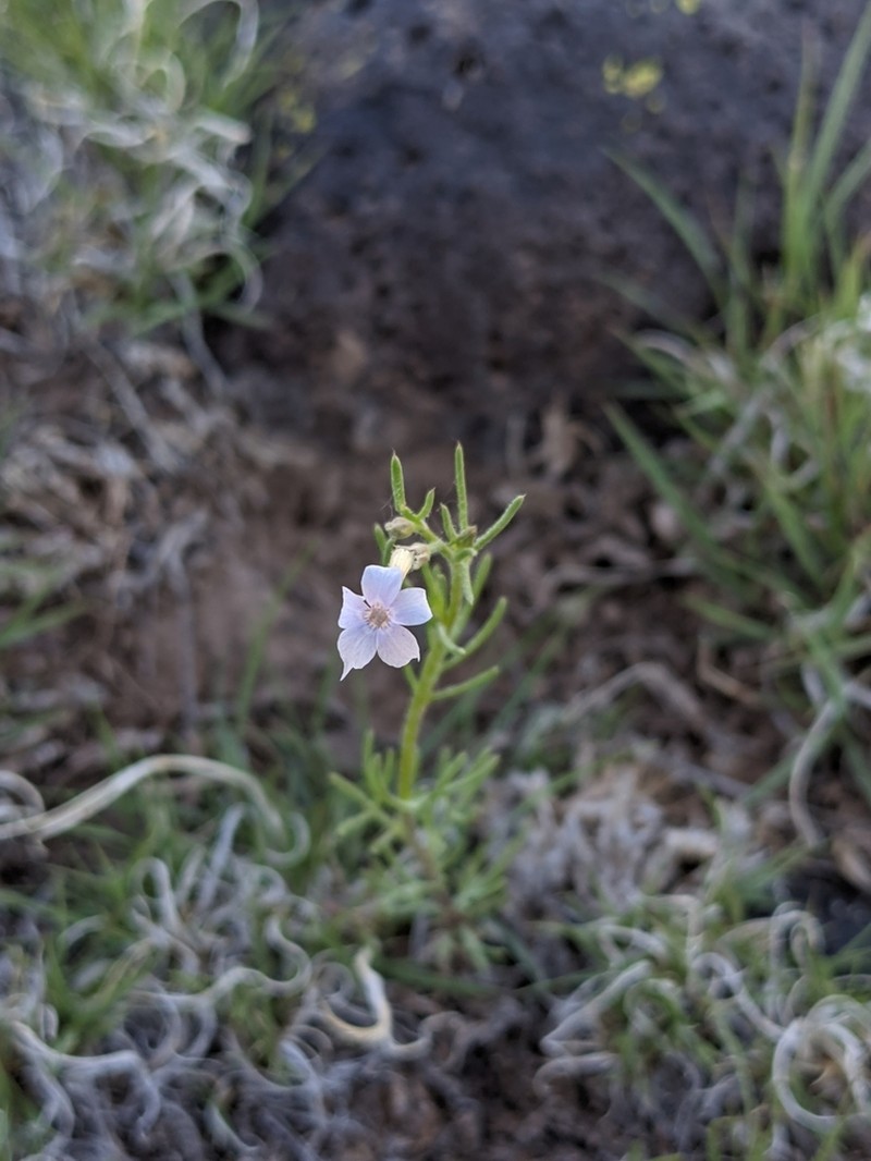 Iron Ipomopsis photo 4