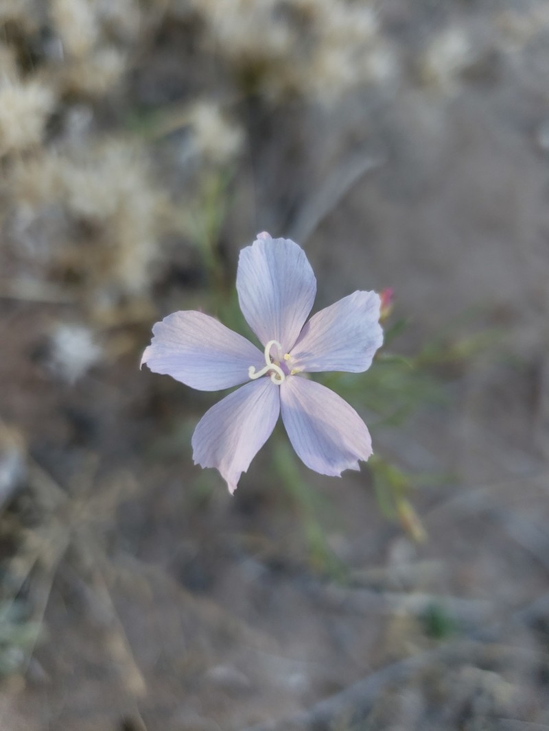 Iron Ipomopsis photo 8