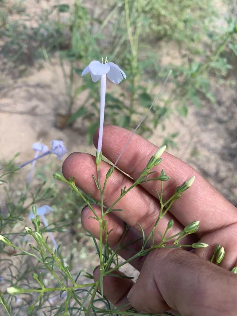Flaxflowered Ipomopsis