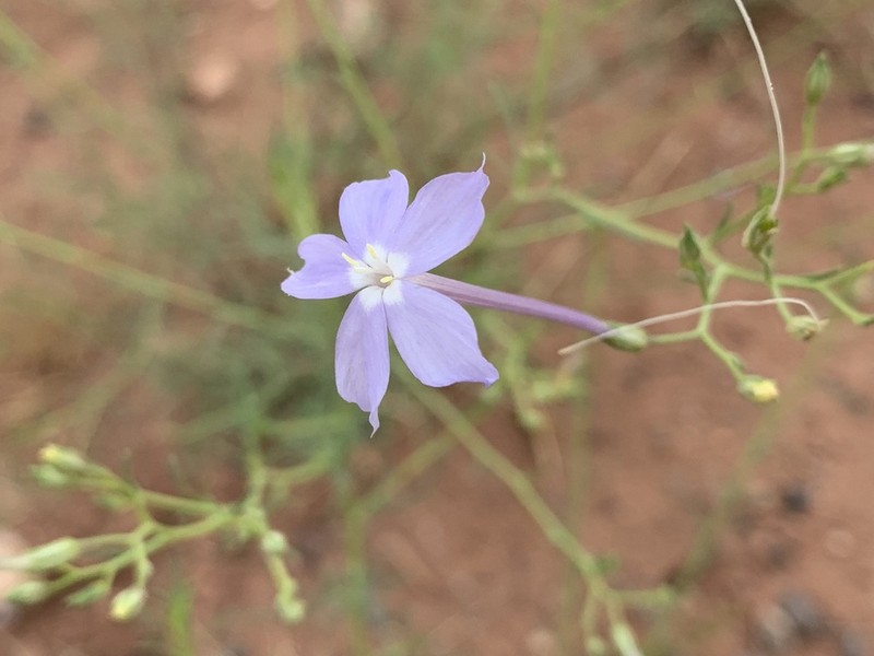 Flaxflowered Ipomopsis photo 2