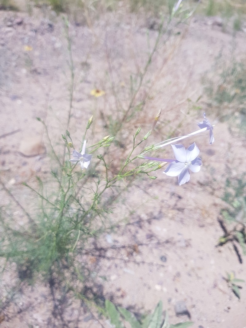 Flaxflowered Ipomopsis photo 4