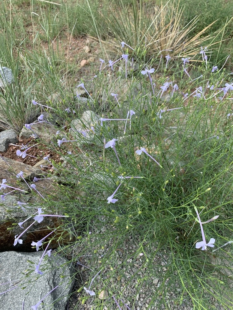 Flaxflowered Ipomopsis photo 5